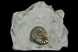Ammonite (Pleuroceras) Fossil & Gastropod in Rock - Germany #125431-1